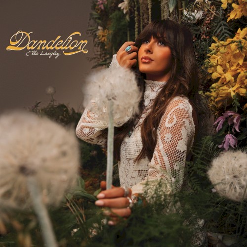 Dandelion cover